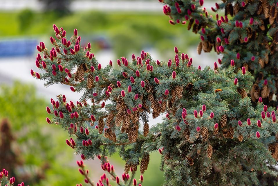 Надзвичайне явище: на Закарпатті розквітли смереки (ФОТО)