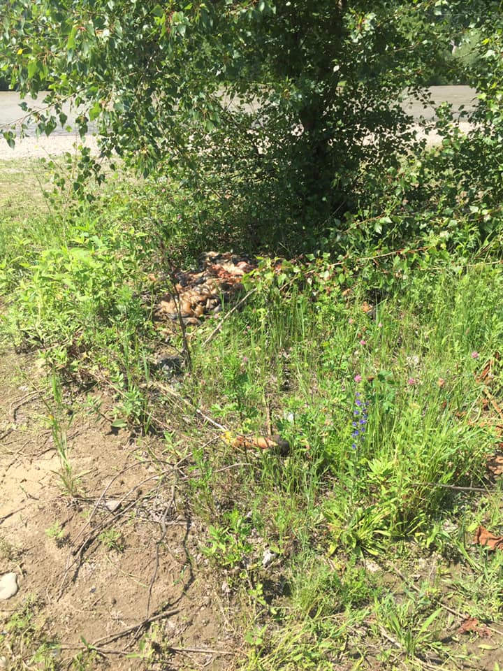 На місцевому пляжі в Хусті виявили нутрощі тварин (ФОТО, ВІДЕО)