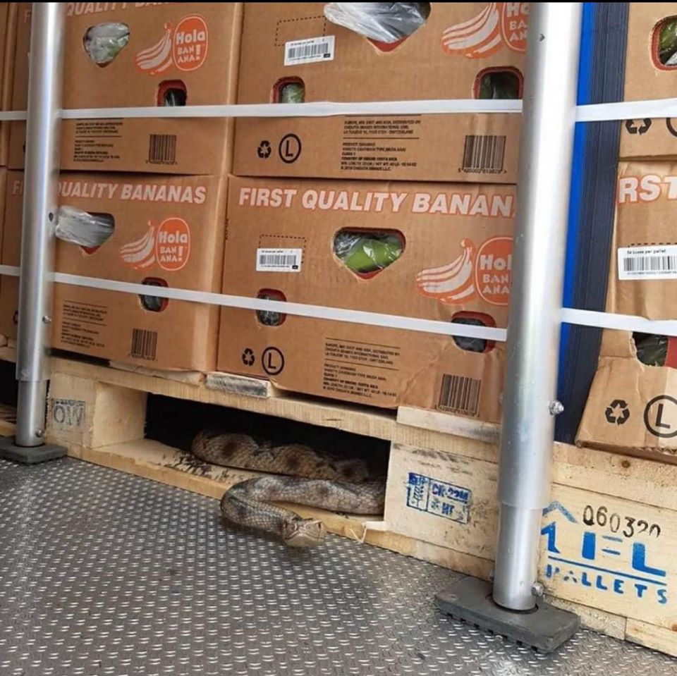 Цікава знахідка: житель Виноградова привіз додому екзотичну гостю (ФОТО)