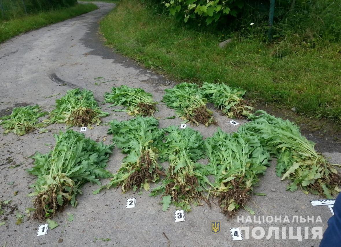 На Закарпатті жінка займалася незаконним вирощуванням нарковмісних рослин (ФОТО)