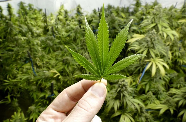 Зеленський розуміє необхідність легалізації марихуани - «Слуга народу»