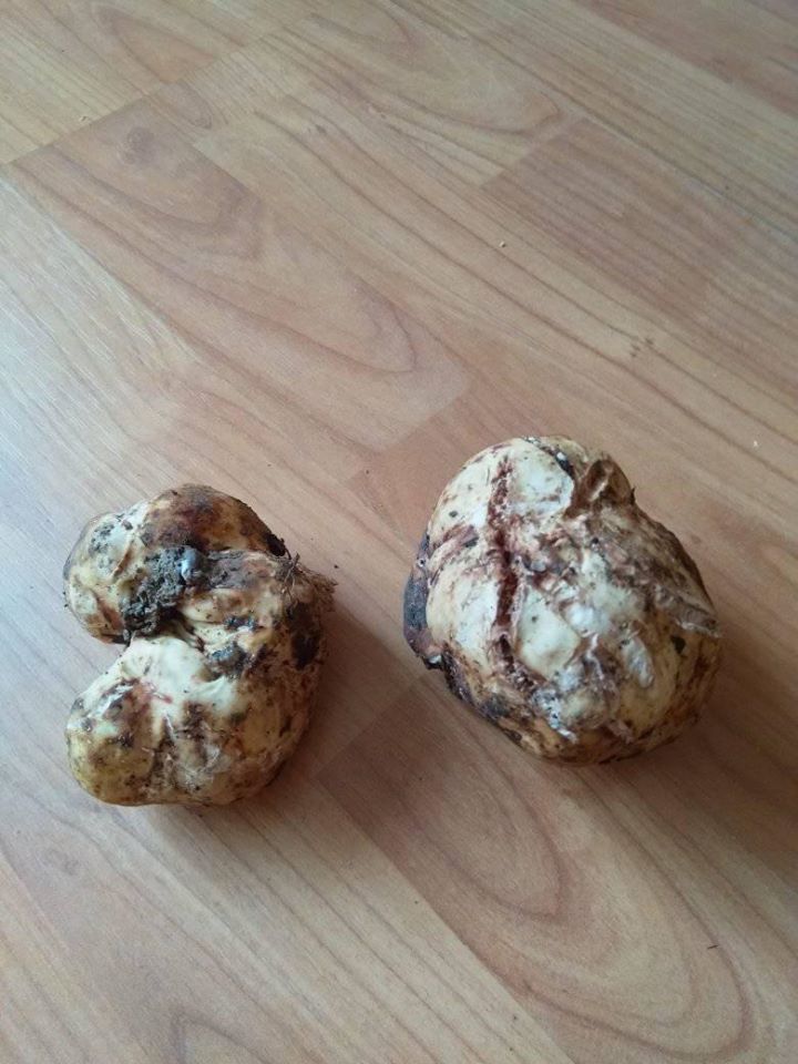 "Білі трюфелі" на Закарпатті: або не все "золото, що блищить" (ФОТО)