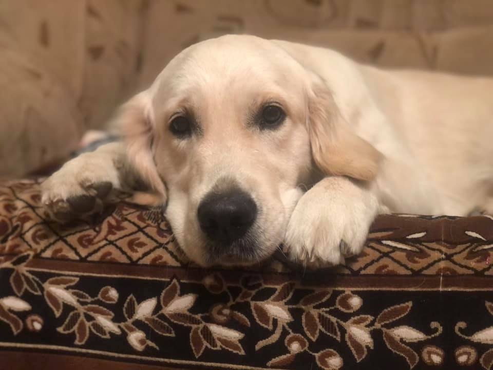 Представниця команди "ОП-ЗЖ" Мукачева Яна Чубирко запрошує всіх приєднатися до благородної ініціативи