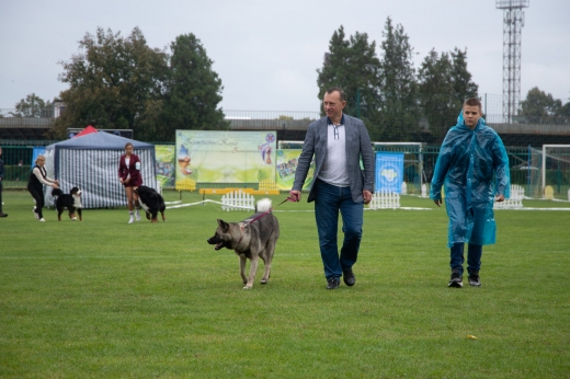 Виставки собак в Ужгороді: участь прийняли 300 чотирилапих учасників (ФОТО)