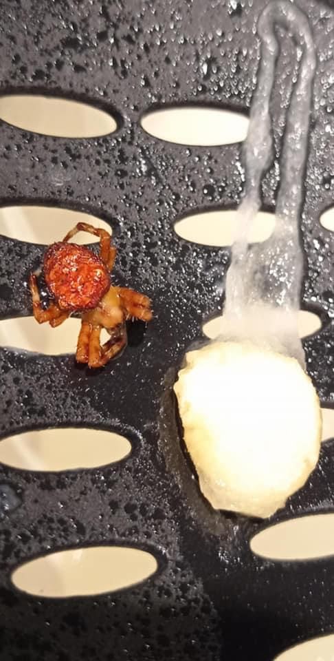 Ужгородці в посилку з Китаю потрапив невідомий вид павука з личинками (ФОТО)