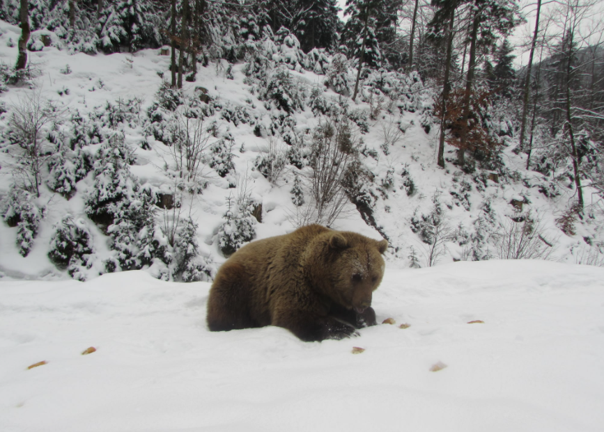 На гірськолижному курорті за чоловіком ганявся ведмідь (ВІДЕО)