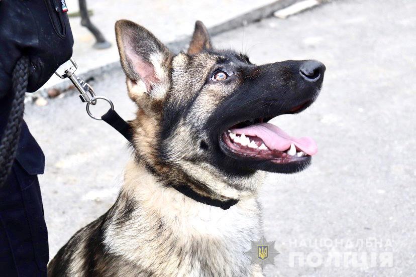 В Ужгороді чотирилапа помічниця-вівчарка допомогла поліції затримати зловмисника (ФОТО)