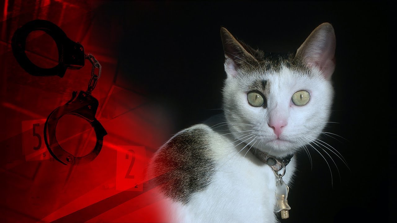 Жінка викинула кота з 10 поверху, а потім розрубала ножем на асфальті (ВІДЕО)