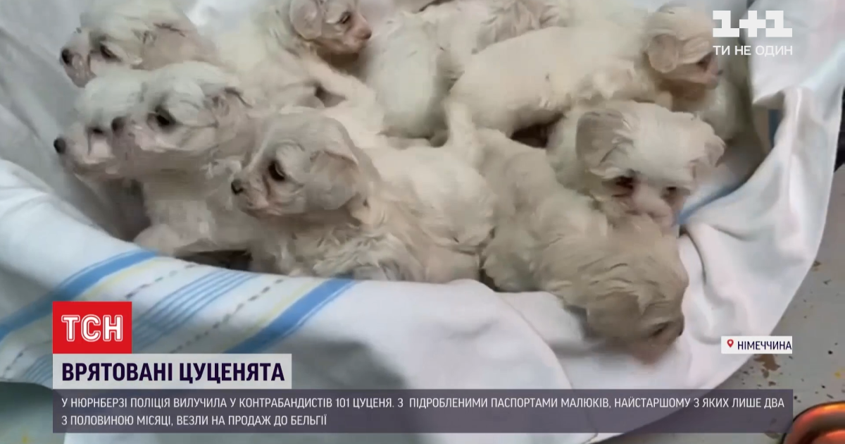 У Німеччині врятували понад сотню контрабандних цуценят