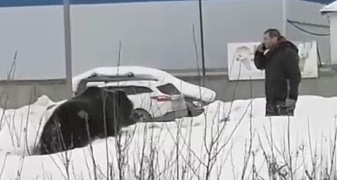 Відео дня: вулицями Нижньовартовська за чоловіком ганявся ведмідь (ВІДЕО)
