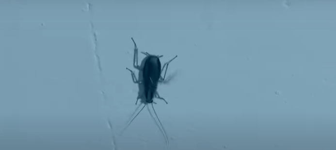 Їсть тарганів, радіє опаришам: пенсіонер перетворив квартиру на смітник з голубами (ВІДЕО)