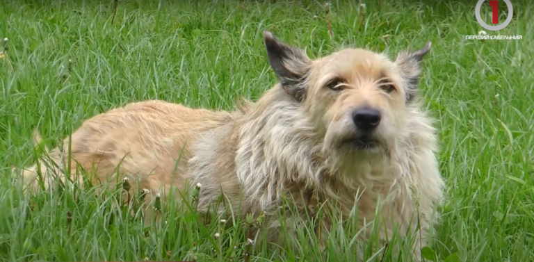 У Мукачеві собака покусала пенсіонерку: подробиці нещодавнього інциденту (ВІДЕО)