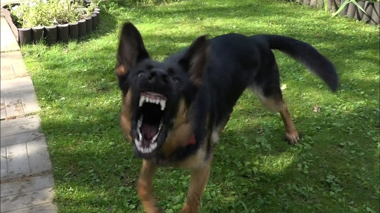 У Франківську застрелили агресивну собаку, яка напала на дитину (ВІДЕО)