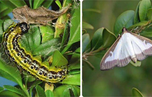 На Хустщині виявили небезпечного шкідника (ФОТО)
